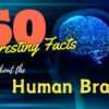 50 Interesting Facts About the Human Brain