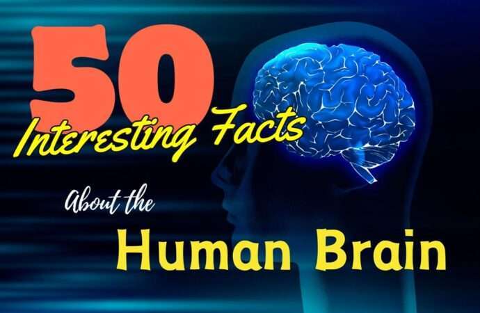 50 Interesting Facts About the Human Brain